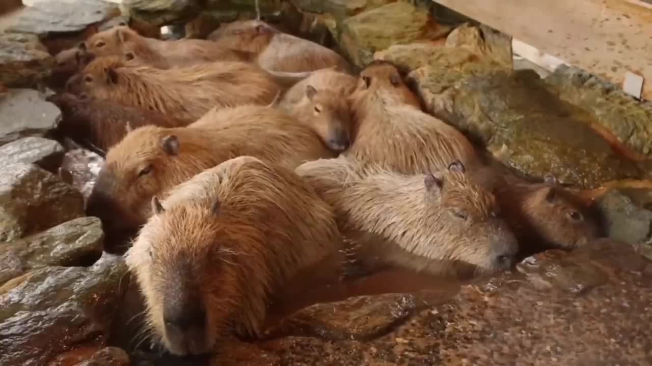 The animals began to enjoy the hot spring