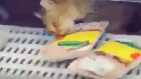 Funny Pet Stole Some Food From The Store 😂