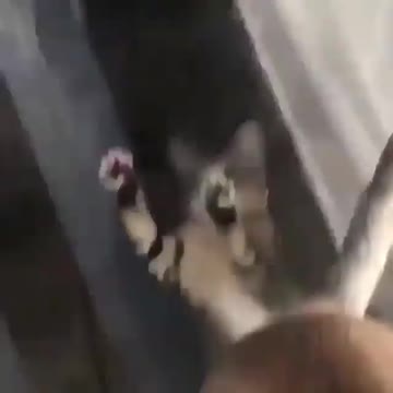 Catch that tail wait I cannot keep it up