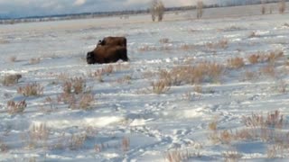 Beautiful Bison Migration in Wyoming