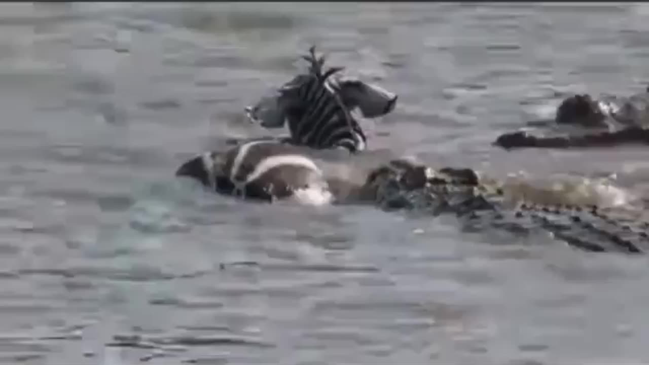 Croc Ambush: Zebra Falls Prey During River Crossing🐊🦓😮👀😨