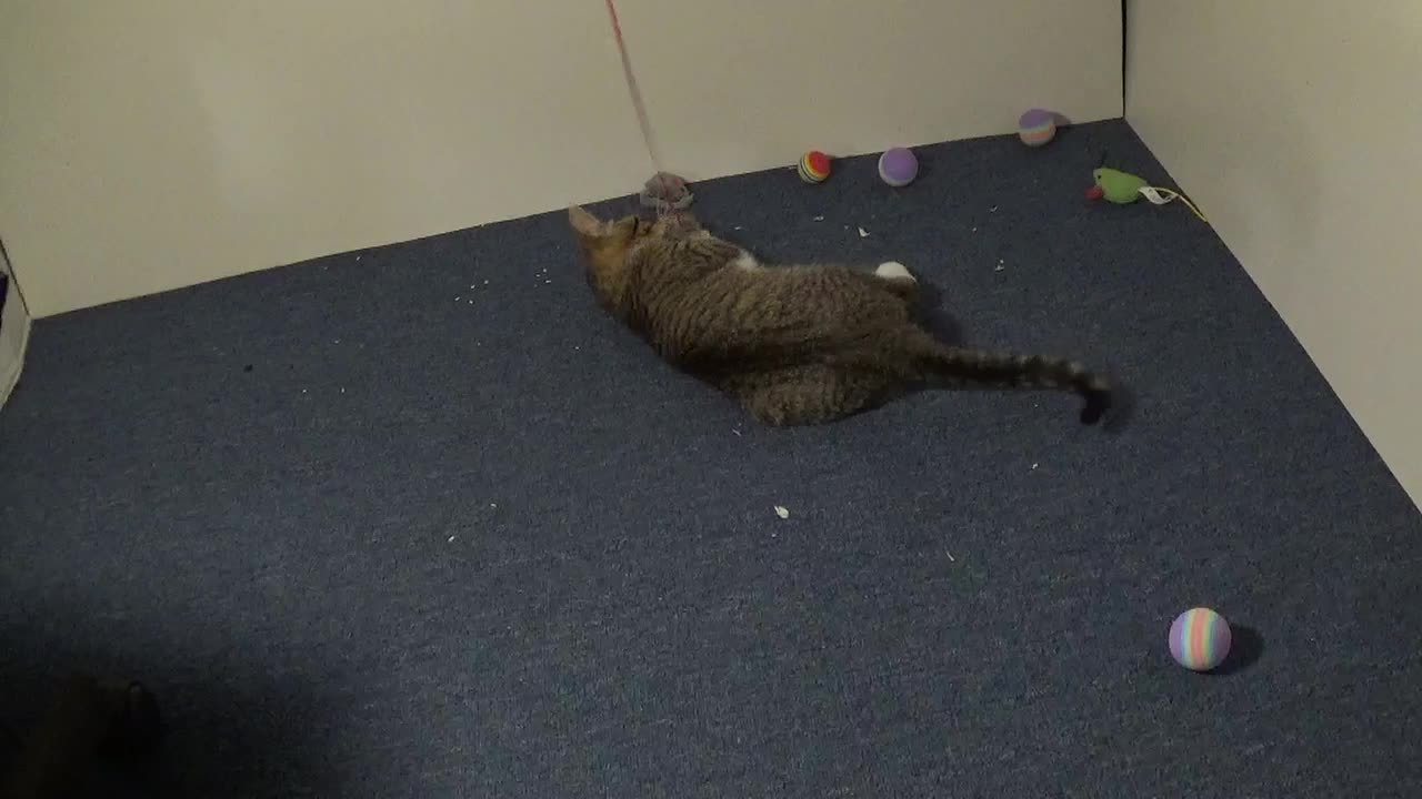 Small Cat Plays with His Favorite Toy