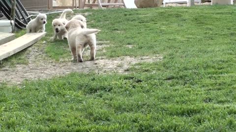 Swarm of Golden Retriever puppies