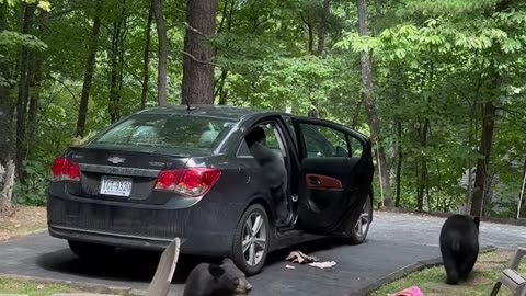 Hungry Black Bear Family Breaks Into Unlocked Car