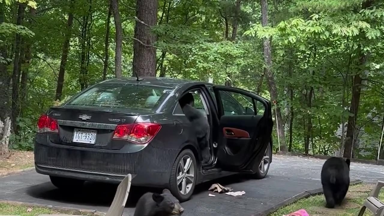 Hungry Black Bear Family Breaks Into Unlocked Car