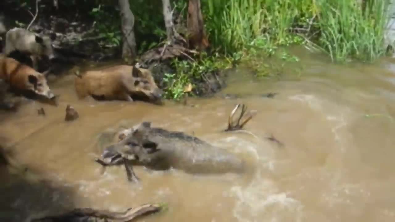 Sensitive Content: New Orleans Huge Alligator gets Hog