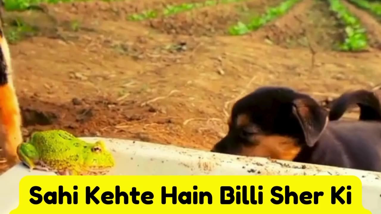 Sahi Kehte Hain Billi Sher Ki khala hai tabhi to kutty ki bhi class lga di🐈🐕