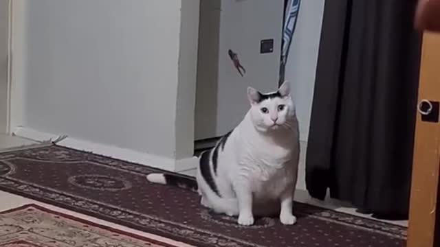 Cute and Funny Cat Videos Compilation - PART 17