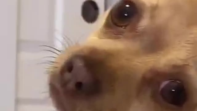 Cute and funny dog best action