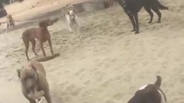 Going to show you how we teach our young dogs the rear end awareness.