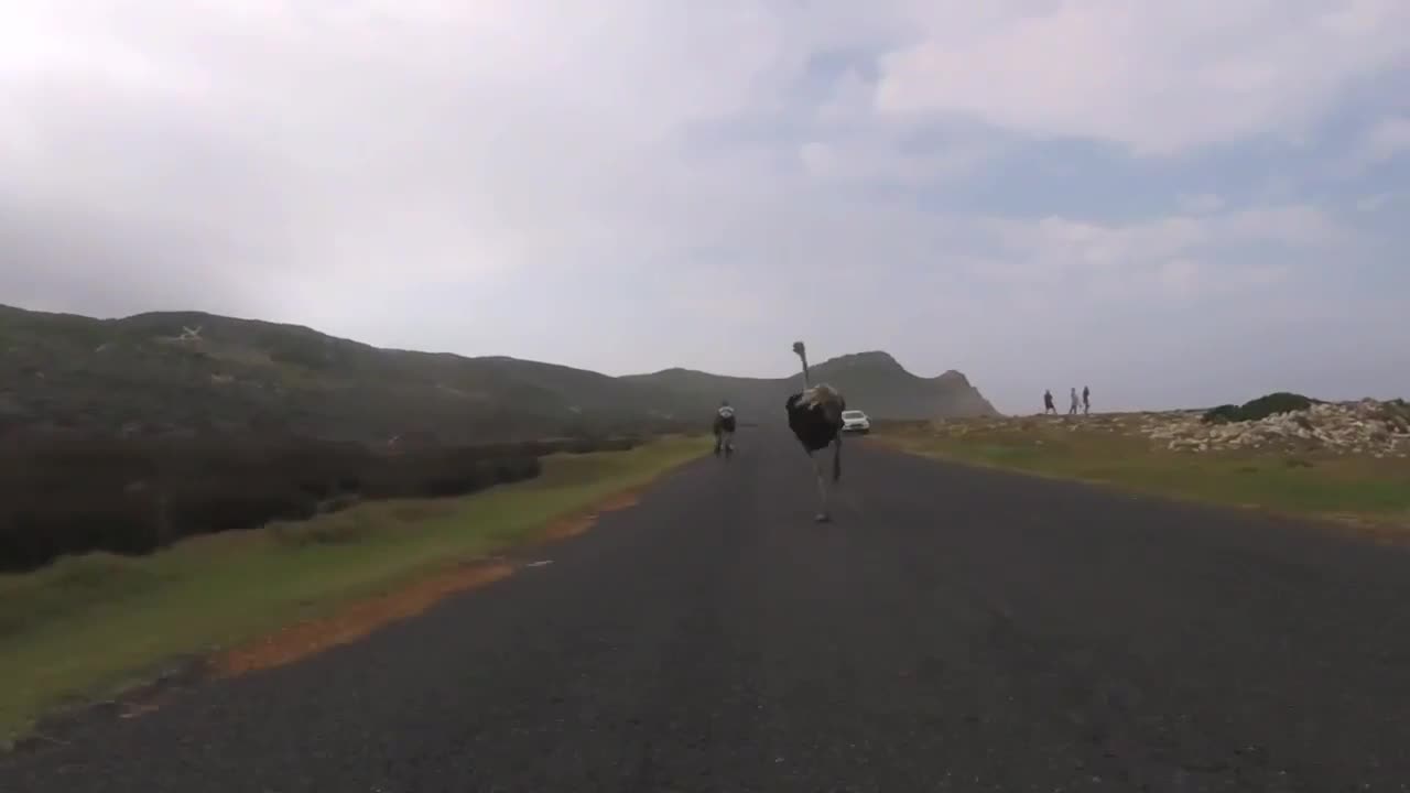 Cyclist Chased By An Ostrich. The Funniest Video You Will See Today