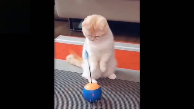 Funny Cats Sooo Funy (K1)