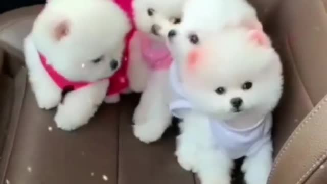 Cute Dog | Cute Baby Dog | Baby Dog Funny videos