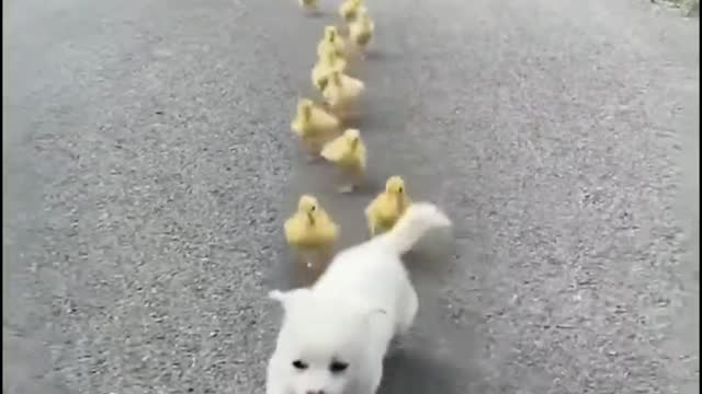 Puppy Dog and Duck chicks friendship