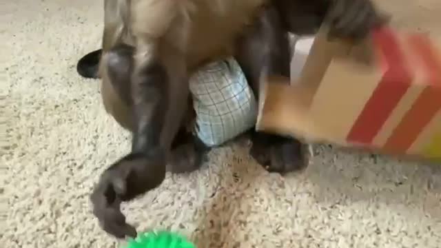 Monkey curious as he got a surprise package