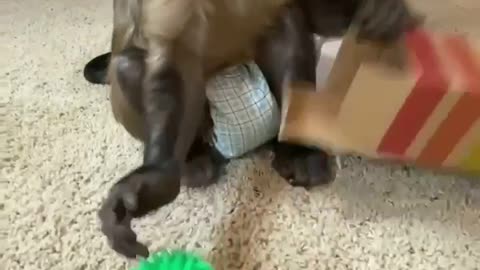 Monkey curious as he got a surprise package