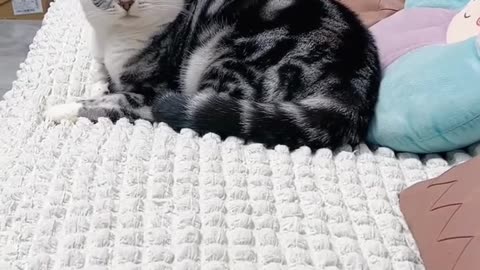 Funny Cats and Dogs Videos