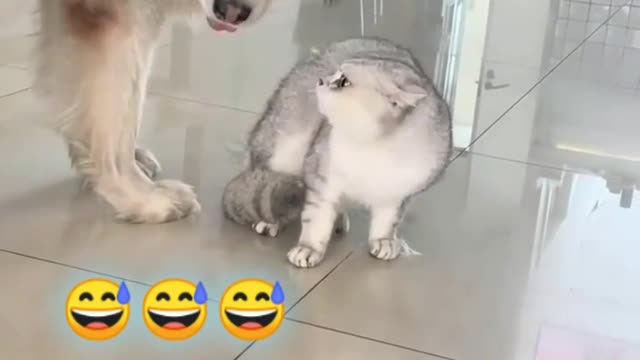 Cat cat fighting ☺️