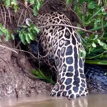 Leopard vs crocodile fight leopard win game