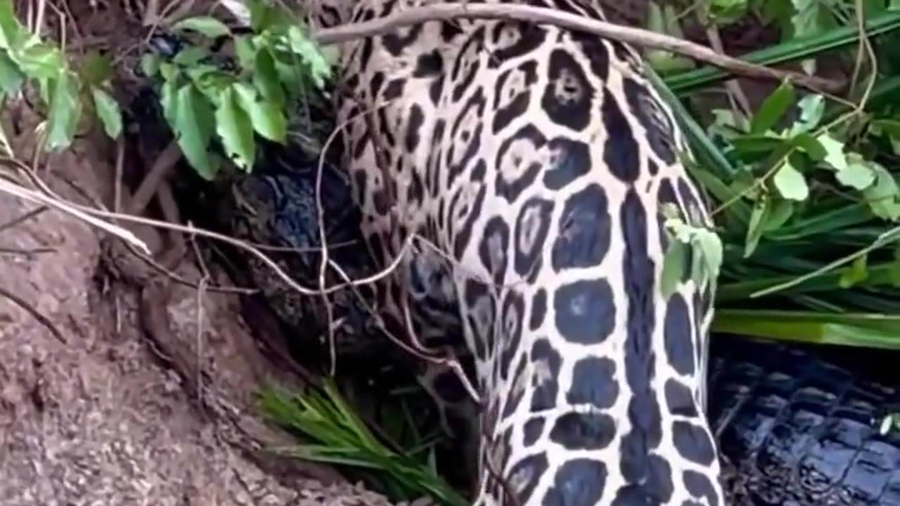 Leopard vs crocodile fight leopard win game