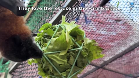 Baby flying-foxes in care Hope & Tarni, with Maggie & Auntie Jack