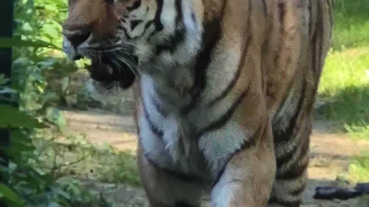 Tiger escaped from zoo