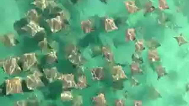 Incredible Stingray Migration!