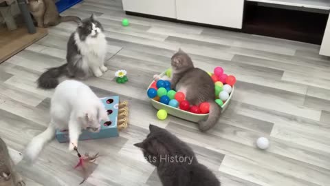 Funniest animal video