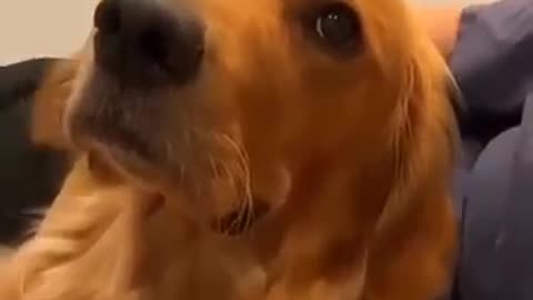 dogs being cute part 9 #funny #goldens #funnyanimals #pets #lovegoldens #funnypets #animalfunny