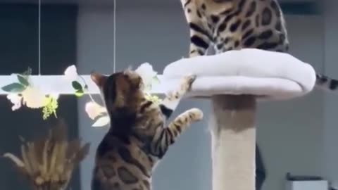 Cat vs Cat fight 🤣