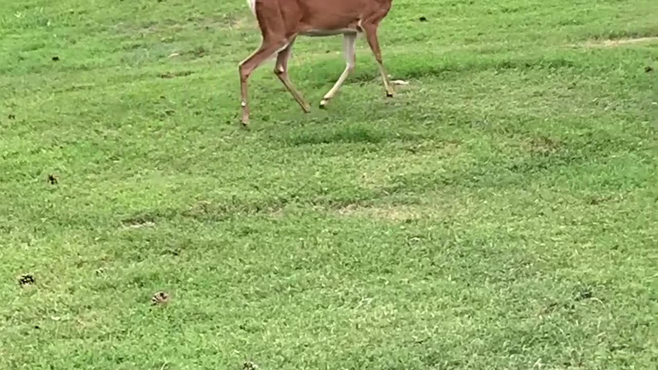 Deerth Hater