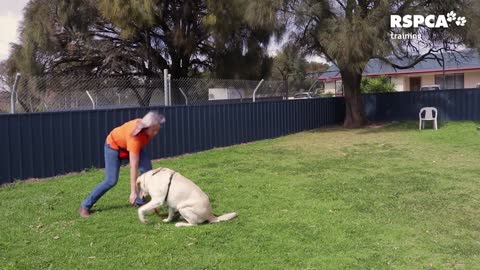 FREE DOG TRAINING