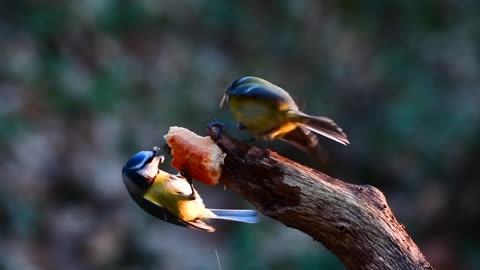 birds-forest-blue-tit-nature