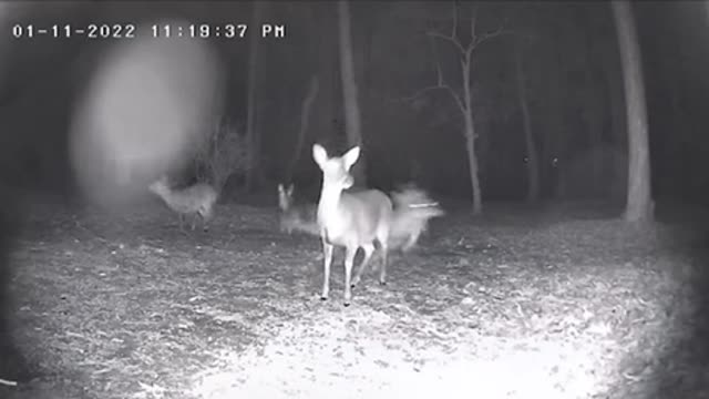 Trail cam. Reindeer with rabbit