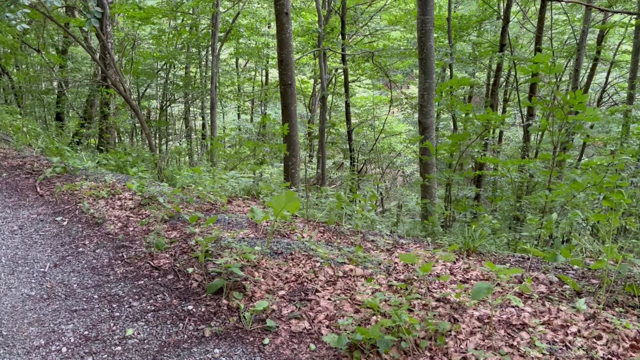 Weird phenomenon in the woods