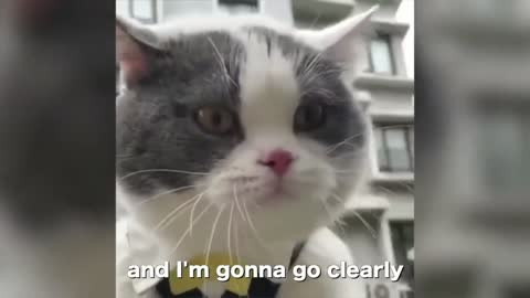 THIS CAT SPEAKS ENGLISH BETTER THAN ME