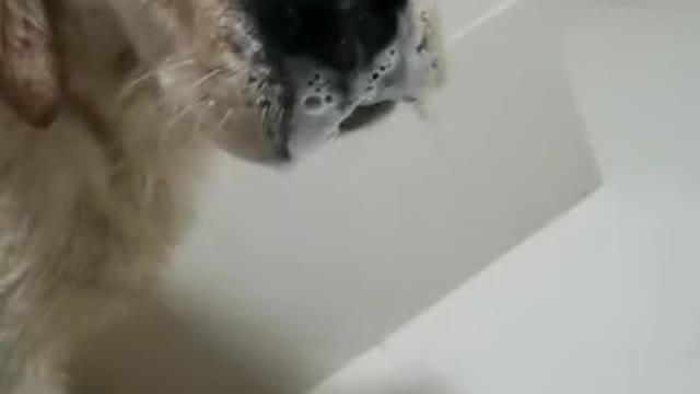 Today I will show you another dog, Labrador