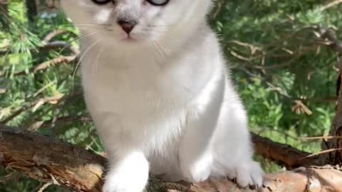 LITTLE KITTEN ON THE TREE