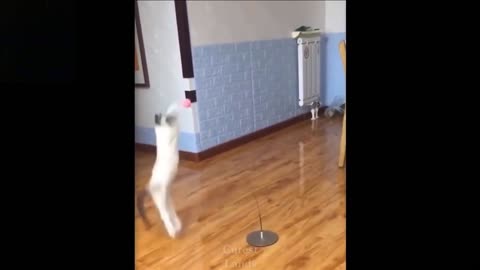 Funny cat Video