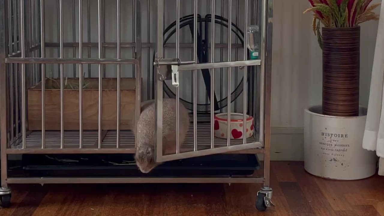 Pet Prairie Dog Escape Artist