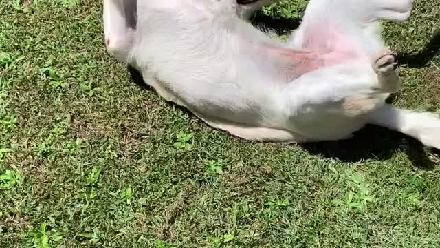 Cute White German Shepard Throwing Tantrum Outside