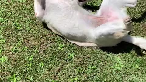 Cute White German Shepard Throwing Tantrum Outside