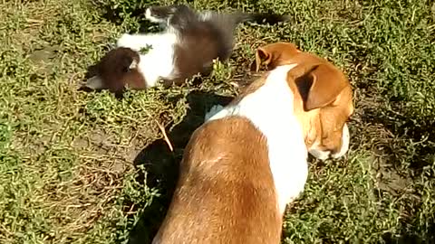 Jack Russell and kitten bathe in sunshine