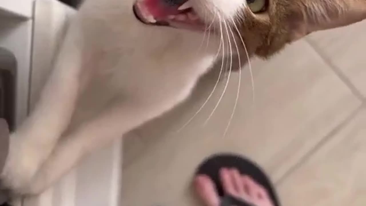 Top 10 Hilarious Cats and Dog Moments That Will Make You LOL