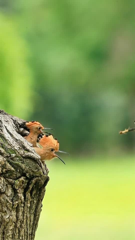 egret-bird-texas-river-wildlife