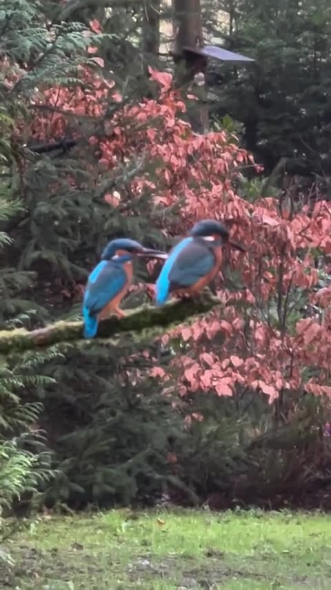 CONFRONTING GOLIATHS - DAILY DEVOTIONAL ❤️