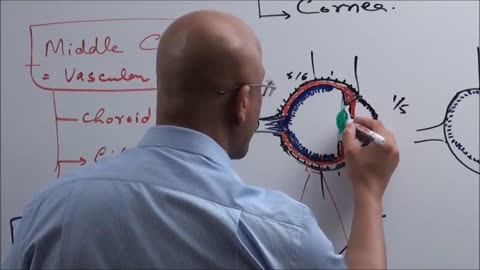 Anatomy of The Human Eye Ball | Structure & Function | Iris | Cornea & Sclera