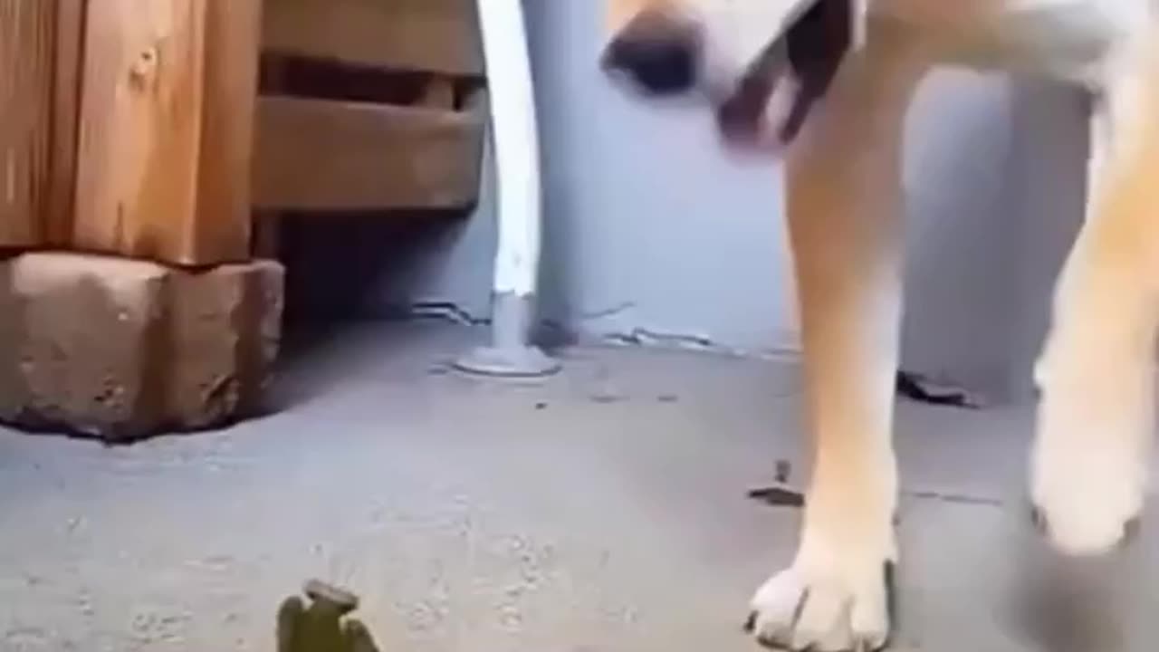 he Epic Showdown: Grasshopper vs. Cat!"