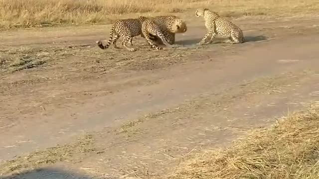 Cheetah wildlife in Africa desert forest?