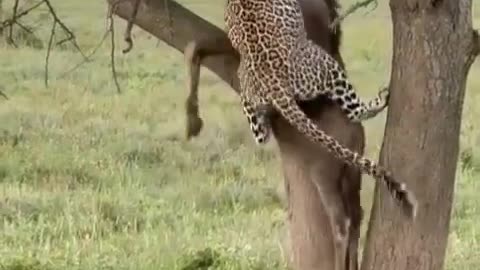 Animal videos viral video animals powerful animals cheetah viral videos animals